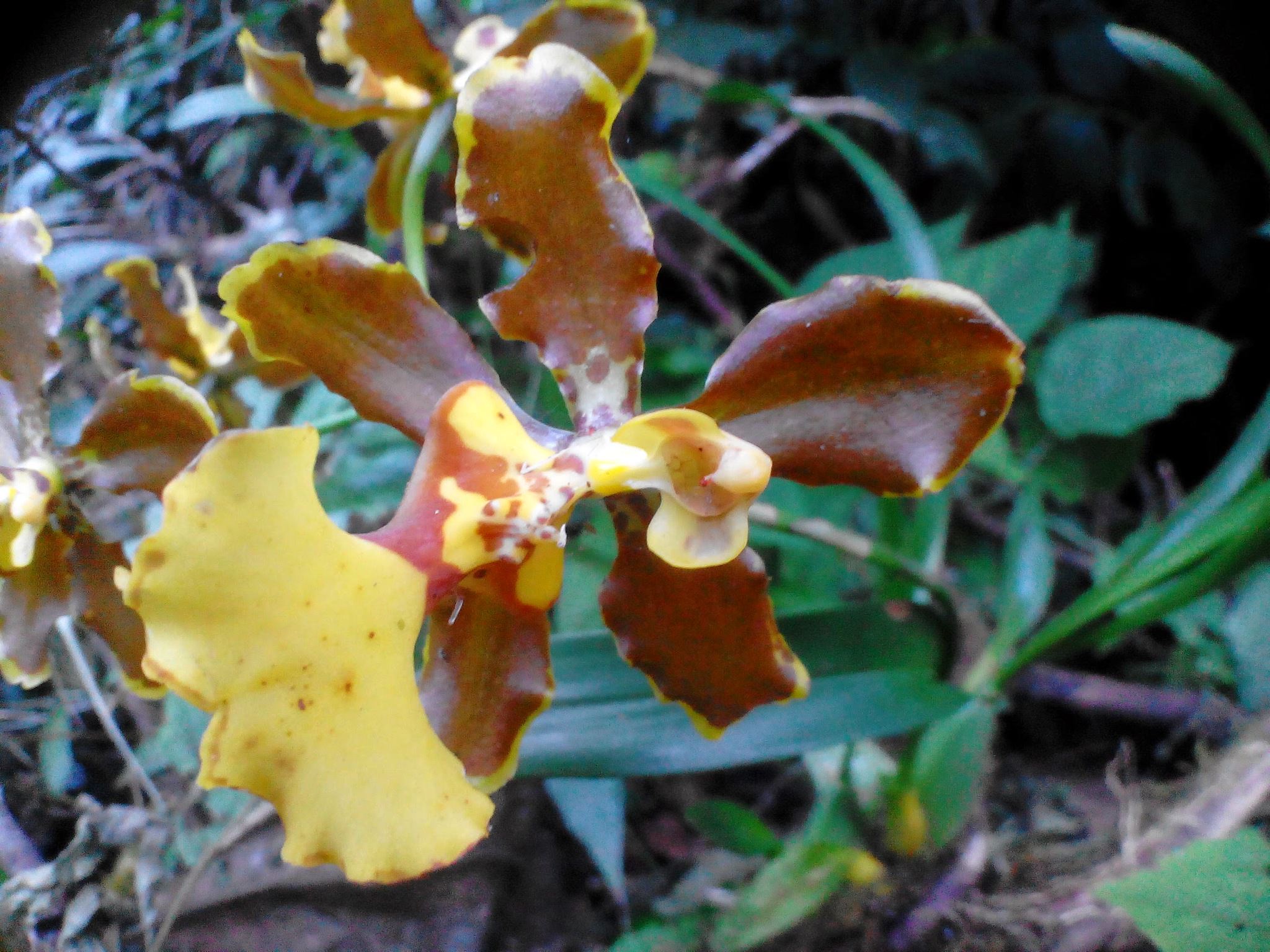 Oncidium olingatum